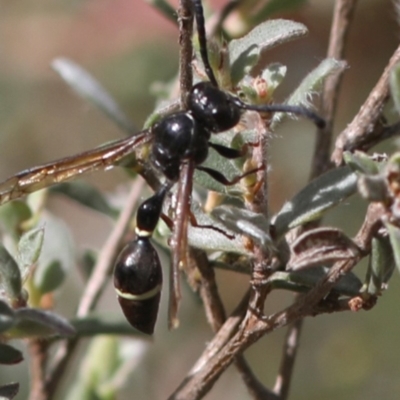 Australozethus sp. (genus) (Potter wasp) at Tennent, ACT - 27 Feb 2018 by JudithRoach