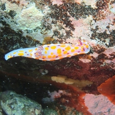 Ceratosoma amoenum (Clown Nudibranch) at Merimbula, NSW - 2 Dec 2016 by rickcarey