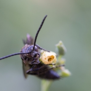 Laeviscolia frontalis at Murrumbateman, NSW - 1 Mar 2018 04:45 PM