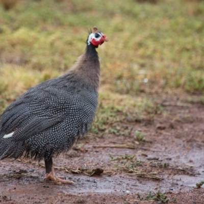 Numida meleagris (Helmeted Guineafowl) at Murrumbateman, NSW - 25 Feb 2018 by SallyandPeter