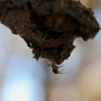 Unidentified Wolf spider (Lycosidae) at Bournda, NSW - 4 Jan 2018 by RossMannell