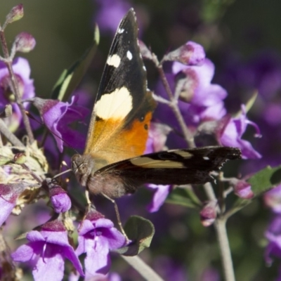 Vanessa itea (Yellow Admiral) at Higgins, ACT - 29 Oct 2016 by Alison Milton