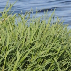 Paspalum distichum (Water Couch) at Fyshwick, ACT - 13 Dec 2017 by michaelb