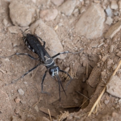 Turneromyia sp. (genus) (Zebra spider wasp) at Murrumbateman, NSW - 2 Mar 2018 by SallyandPeter