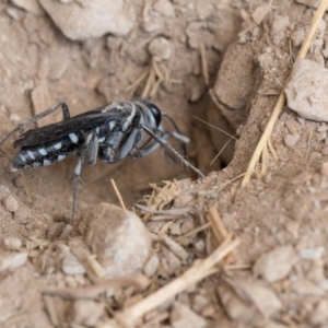 Turneromyia sp. (genus) at Murrumbateman, NSW - 2 Mar 2018