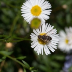 Villa sp. (genus) (Unidentified Villa bee fly) at Murrumbateman, NSW - 1 Mar 2018 by SallyandPeter