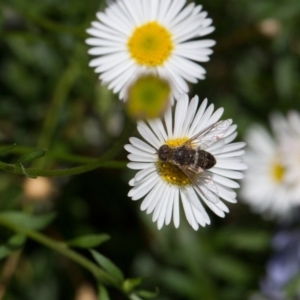 Villa sp. (genus) at Murrumbateman, NSW - 2 Mar 2018 12:00 AM