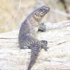 Egernia cunninghami (Cunningham's Skink) at Deakin, ACT - 2 Mar 2018 by JackyF