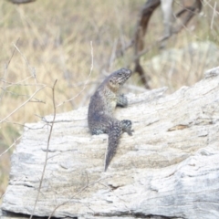 Egernia cunninghami at Deakin, ACT - 2 Mar 2018