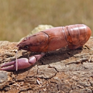 Cherax destructor at Fyshwick, ACT - 2 Mar 2018