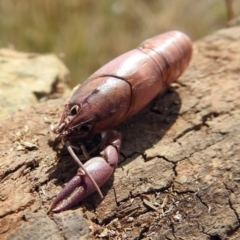 Cherax destructor at Fyshwick, ACT - 2 Mar 2018