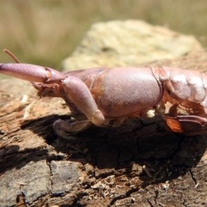 Cherax destructor at Fyshwick, ACT - 2 Mar 2018