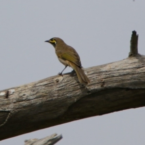 Caligavis chrysops at Fyshwick, ACT - 2 Mar 2018