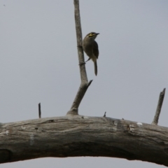 Caligavis chrysops at Fyshwick, ACT - 2 Mar 2018 12:42 PM