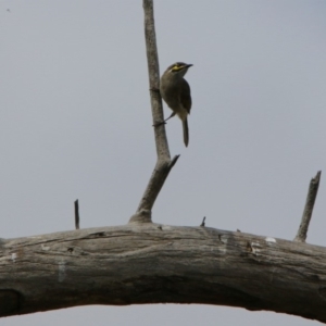 Caligavis chrysops at Fyshwick, ACT - 2 Mar 2018