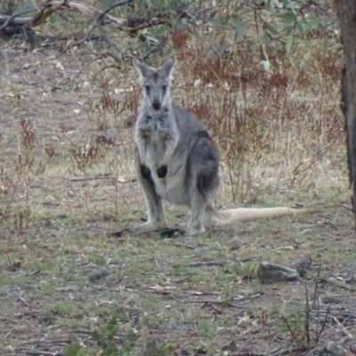 Osphranter robustus (Wallaroo) at Red Hill Nature Reserve - 1 Mar 2018 by roymcd