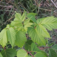 Acer negundo (Box Elder) at Molonglo River Reserve - 12 Feb 2018 by michaelb