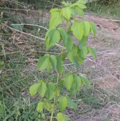 Acer negundo at Molonglo River Reserve - 12 Feb 2018 08:14 PM