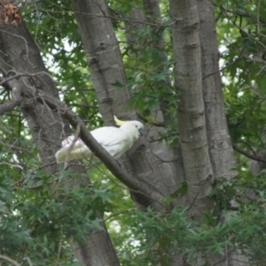 Cacatua galerita at Parkes, ACT - 26 Feb 2018