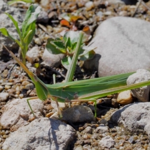 Acrida conica at Stromlo, ACT - 1 Mar 2018