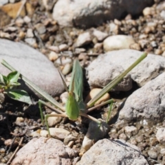 Acrida conica at Stromlo, ACT - 1 Mar 2018