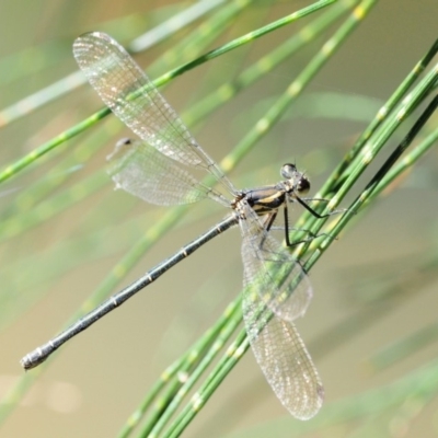 Austroargiolestes icteromelas (Common Flatwing) at Swamp Creek - 1 Mar 2018 by KenT