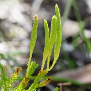 Lycopodium fastigiatum at Cotter River, ACT - 1 Mar 2018