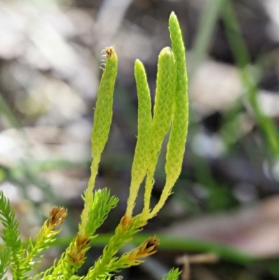 Austrolycopodium fastigiatum (Alpine Club Moss) at Cotter River, ACT - 1 Mar 2018 by KenT