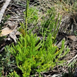 Lycopodium fastigiatum at Cotter River, ACT - 1 Mar 2018