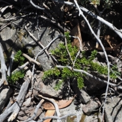 Podocarpus lawrencei at Cotter River, ACT - 1 Mar 2018