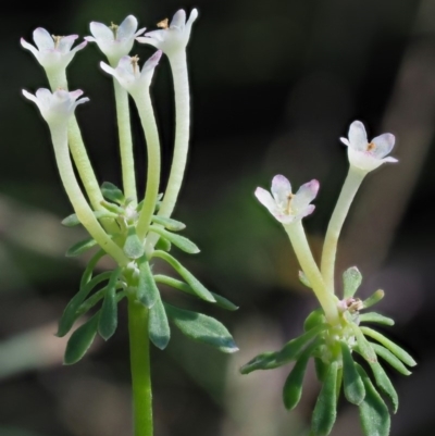 Poranthera microphylla (Small Poranthera) at Cotter River, ACT - 1 Mar 2018 by KenT