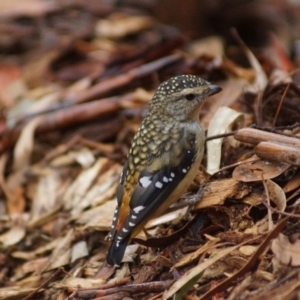 Pardalotus punctatus at Cook, ACT - 23 Feb 2018