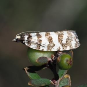 Technitis amoenana at Cotter River, ACT - 1 Mar 2018 09:57 AM