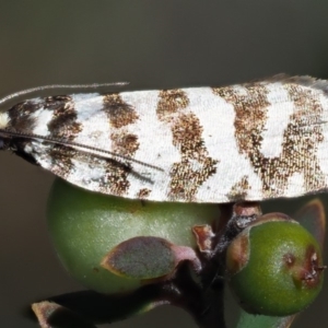 Technitis amoenana at Cotter River, ACT - 1 Mar 2018