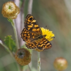 Oreixenica correae (Orange Alpine Xenica) at Cotter River, ACT - 28 Feb 2018 by KenT