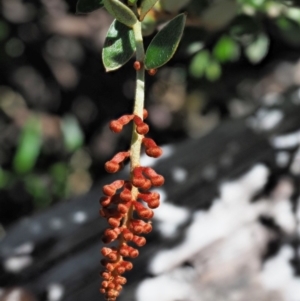 Grevillea diminuta at Cotter River, ACT - 1 Mar 2018