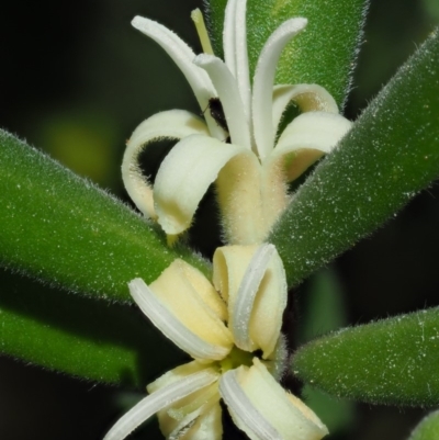Persoonia subvelutina (Velvety Geebung) at Cotter River, ACT - 1 Mar 2018 by KenT