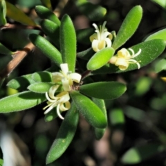 Persoonia subvelutina at Cotter River, ACT - 1 Mar 2018