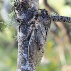 Tettigarcta crinita at Cotter River, ACT - 1 Mar 2018