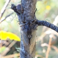 Tettigarcta crinita at Cotter River, ACT - 1 Mar 2018