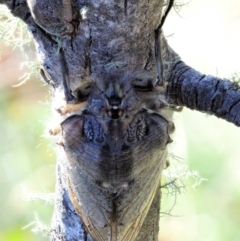 Tettigarcta crinita at Cotter River, ACT - 1 Mar 2018