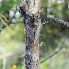 Tettigarcta crinita at Cotter River, ACT - 1 Mar 2018