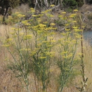 Foeniculum vulgare at Molonglo River Reserve - 18 Feb 2018