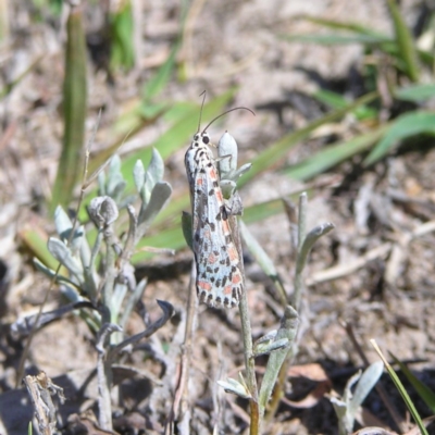 Utetheisa pulchelloides (Heliotrope Moth) at Kambah, ACT - 3 Mar 2018 by MatthewFrawley