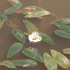 Ottelia ovalifolia subsp. ovalifolia (Swamp Lily) at Mount Taylor - 3 Mar 2018 by MatthewFrawley