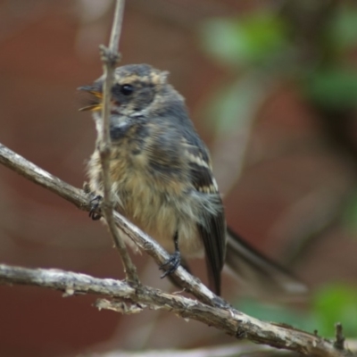 Rhipidura albiscapa (Grey Fantail) at Aranda, ACT - 16 Feb 2009 by KMcCue