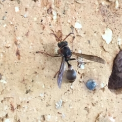 Ropalidia plebeiana (Small brown paper wasp) at Kambah, ACT - 24 Feb 2018 by stickatek