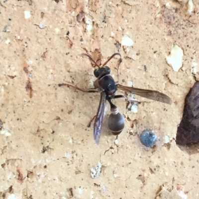 Ropalidia plebeiana (Small brown paper wasp) at Kambah, ACT - 24 Feb 2018 by stickatek