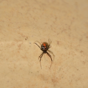 Latrodectus hasselti at Wamboin, NSW - 29 Jan 2018