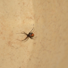 Latrodectus hasselti at Wamboin, NSW - 29 Jan 2018